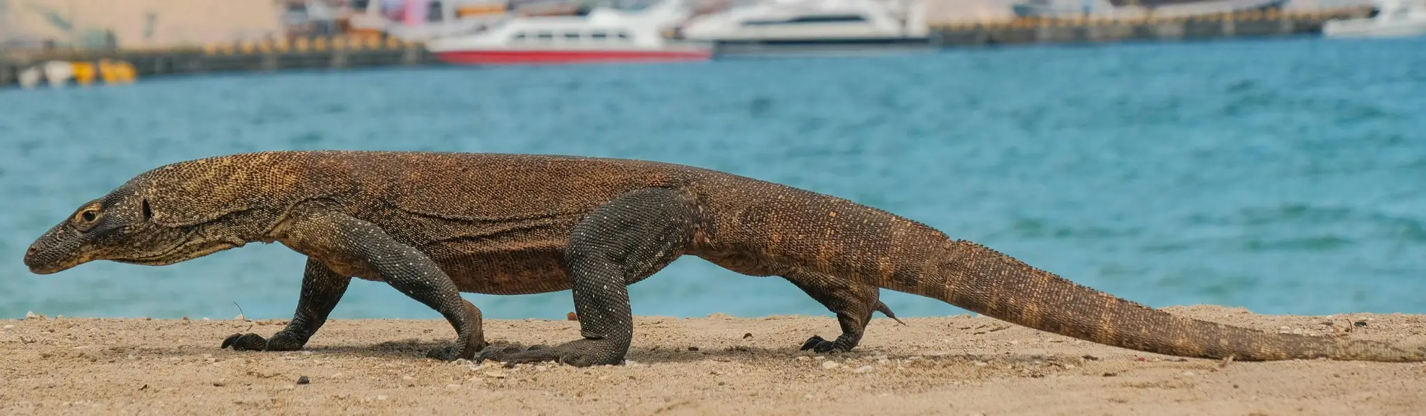 Komodo Land Investment by Indoned