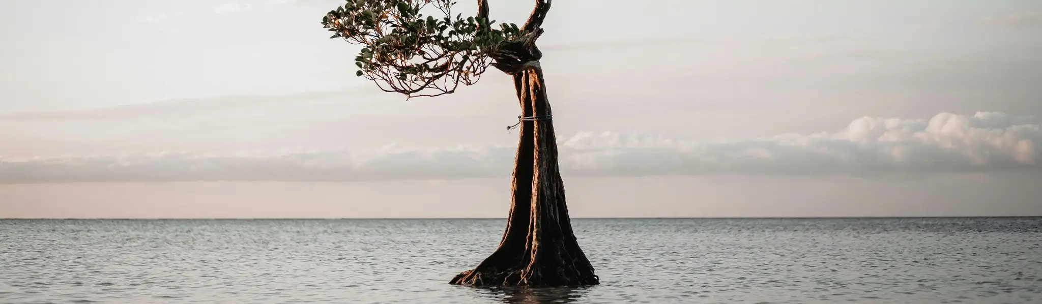 Sustainable Business Opportunities by Indoned